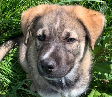 éducation positive avec un chiot