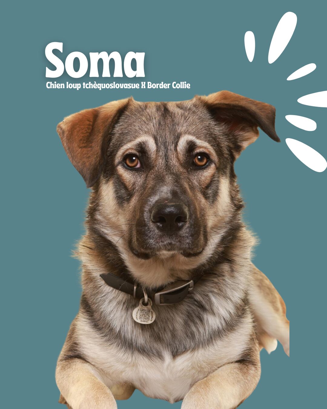 Mon chien Soma - Eki Compagnie