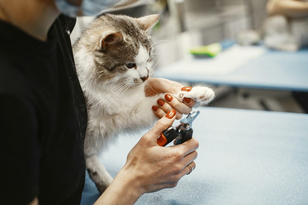 Close-up of a woman trimming a cat's claw using nail clippers at home.