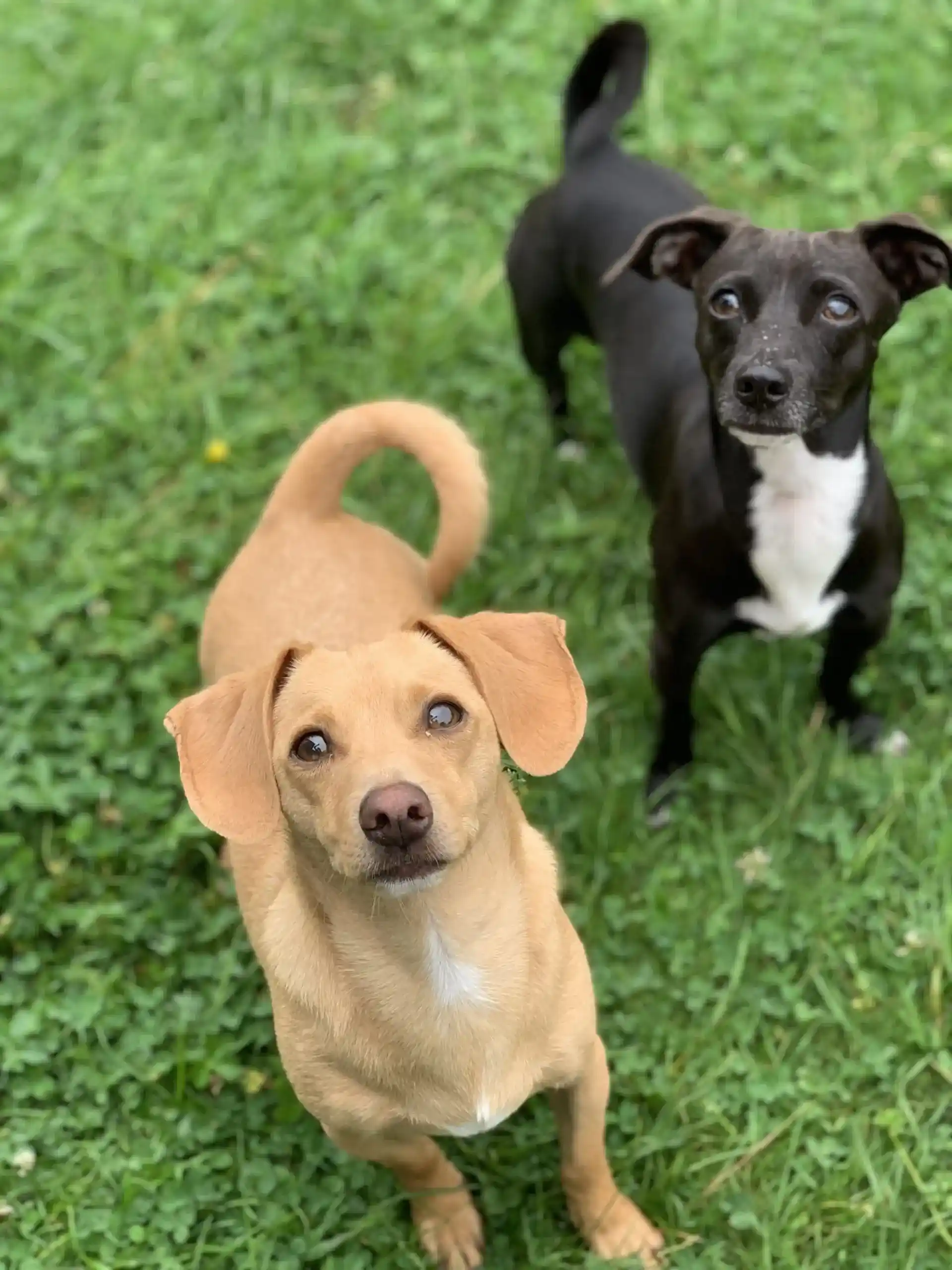 Chiens éducations