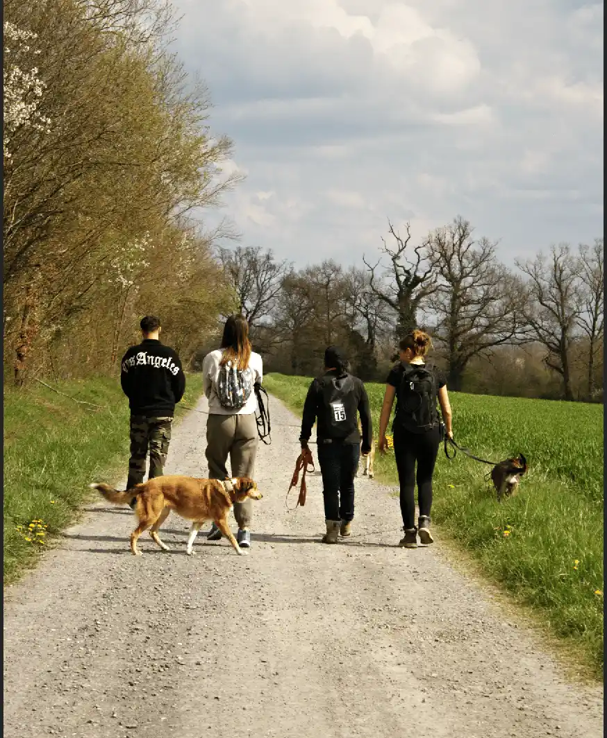 Balade canine collective
