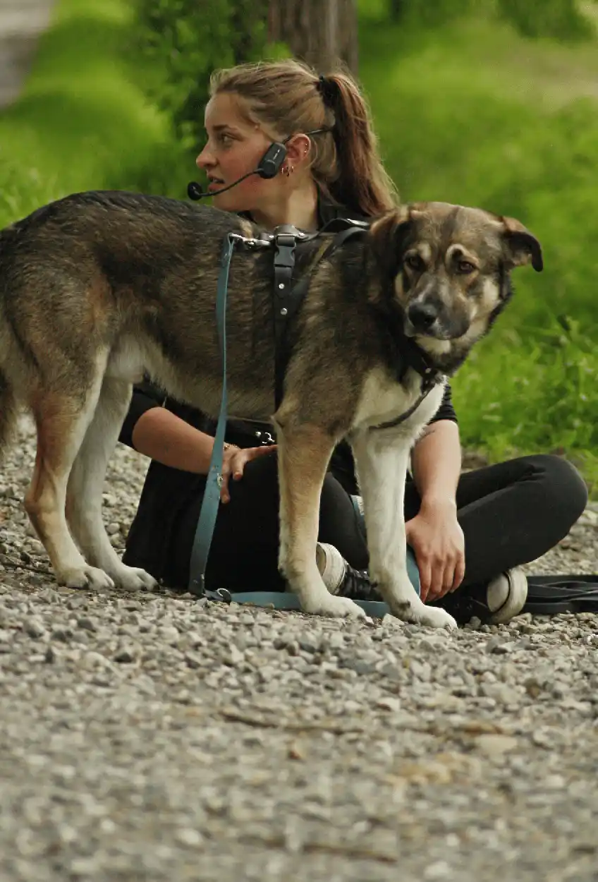 Balade canine